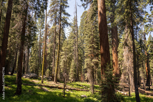Fototapeta Naklejka Na Ścianę i Meble -  Sequoia National Park, Kings Canyon National Park, California. Near Los Angeles. Giant trees in the forest, wooden fence in the forest, tall trees, sequoia forest