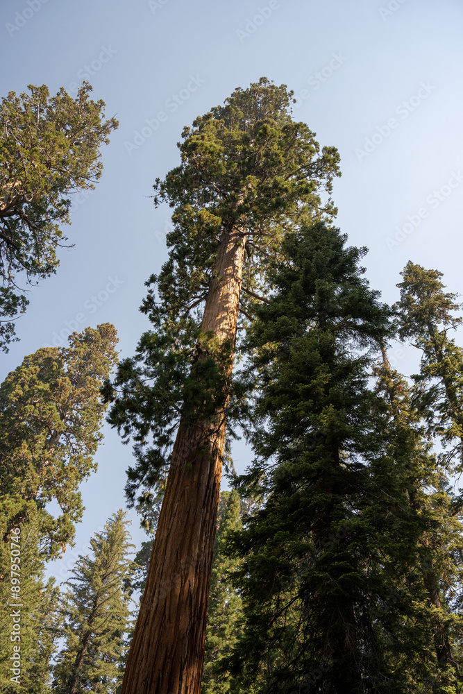 Fototapeta premium Sequoia National Park, Kings Canyon National Park, California. Near Los Angeles. Giant trees in the forest, wooden fence in the forest, tall trees, sequoia forest
