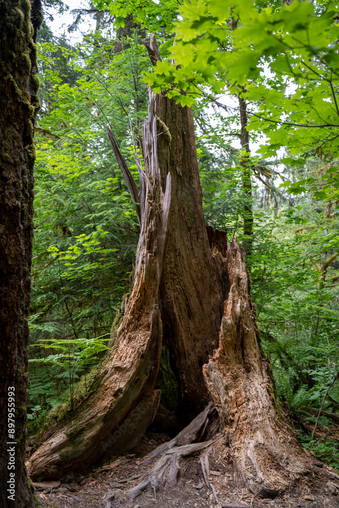 Moss forest, hairy rainforest, Pacific coast in Washington state, near Seattle, Olympic National Park, hoh rainforest pacific shore Moss forest, hairy rainforest, Pacific coast in Washington state, near Seattle, Olympic National Park, hoh rainforest pacific shore