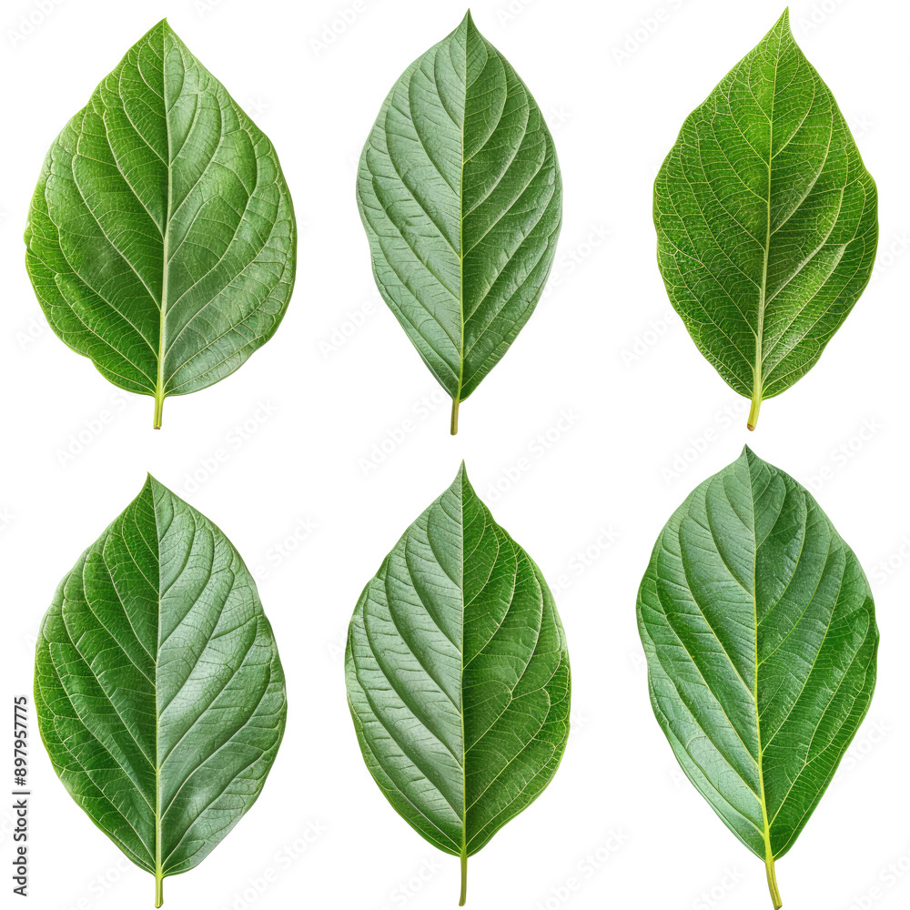 Fototapeta premium Set of avocado tree leaf isolated on white background.