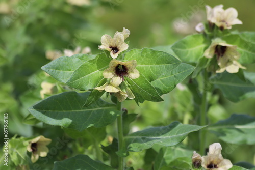 Hyoscyamus niger known as black henbane or stinking nightshade, poisonous plant. photo