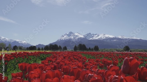 Tulipanes Patagonia Trevelin Chubut Patagonia Argentina