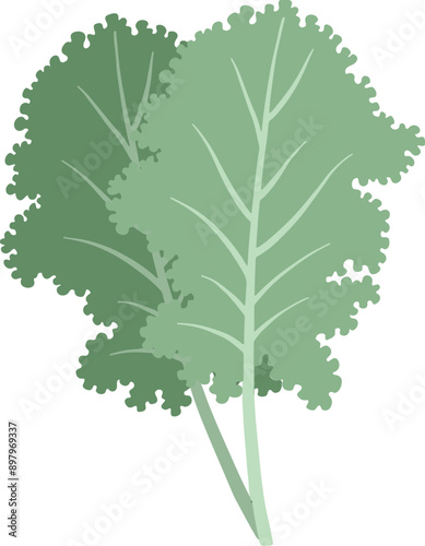 Natural organic vegetable kale illustration