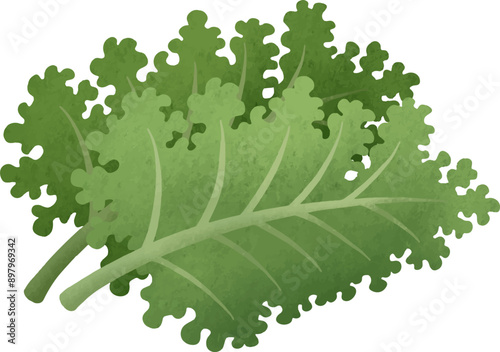 Natural organic vegetable kale illustration