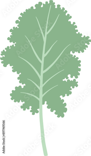 Natural organic vegetable kale illustration