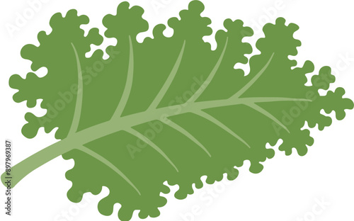 Natural organic vegetable kale illustration