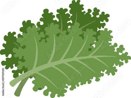 Natural organic vegetable kale illustration