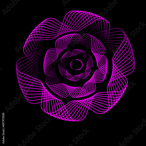 perple rose on black background photo