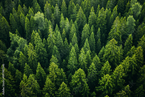 Aerial view of green pine forest, fir and pine trees in wilderness of a national park.