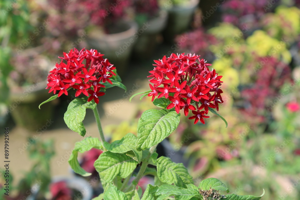 Pentas lanceolata, commonly called Egyptian star cluster or star flower Pentas lanceolata, commonly called Egyptian star cluster or star flower