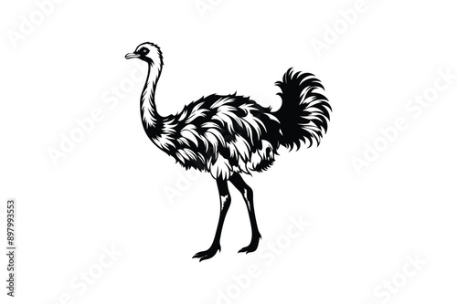 Emu bird Animal vector art illustration on white background