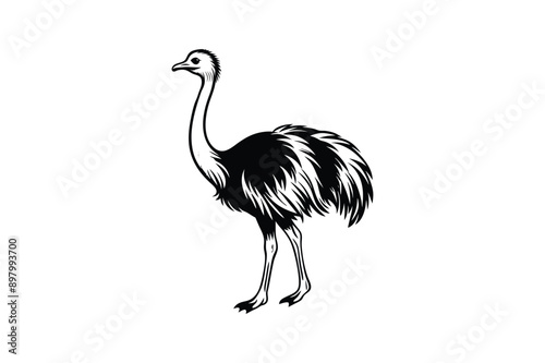 Emu bird Animal vector art illustration on white background