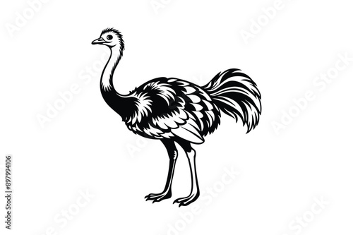 Emu bird Animal vector art illustration on white background