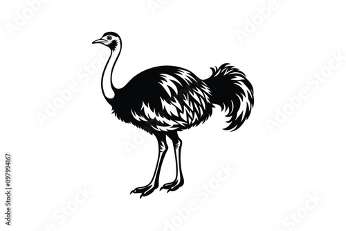 Emu bird Animal vector art illustration on white background