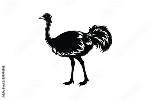 Emu bird Animal vector art illustration on white background