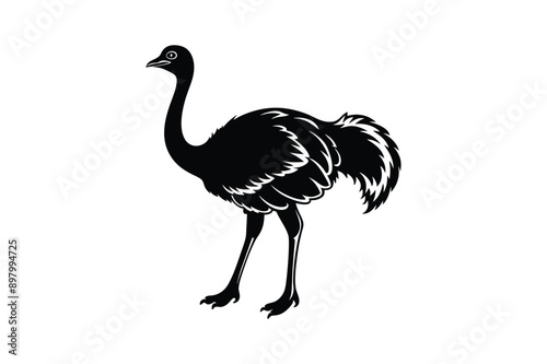 Emu bird Animal vector art illustration on white background
