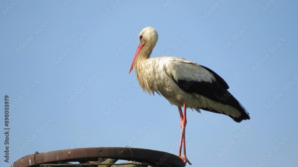Fototapeta premium white stork in the nest