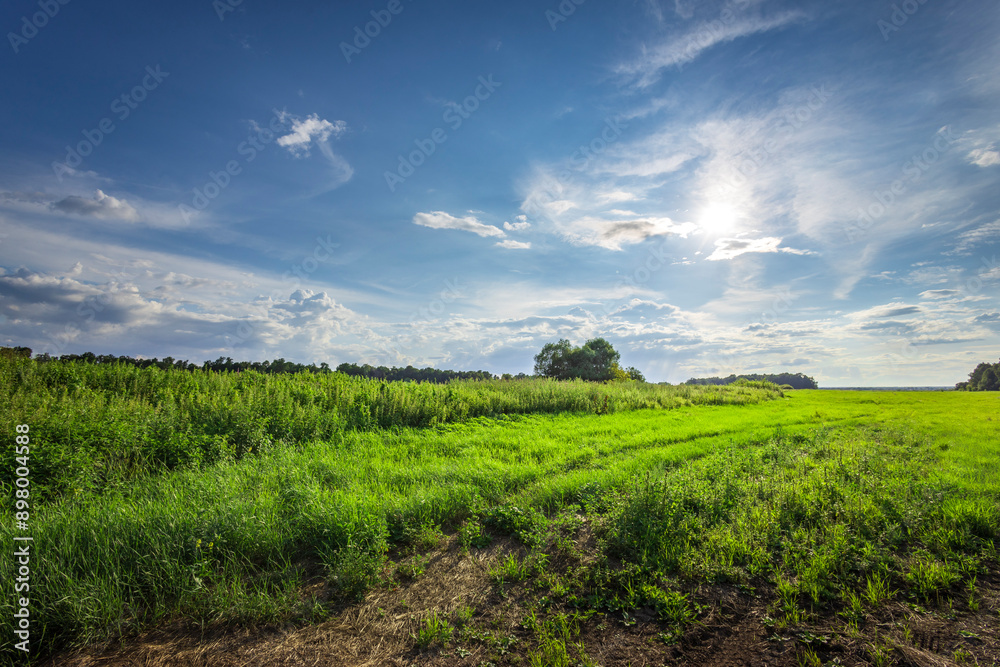 A large field of grass with a few trees in the background A large field of grass with a few trees in the background