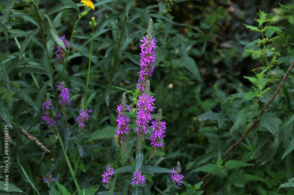 Vibrant purple flowers of Lythrum salicaria, or purple loosestrife Vibrant purple flowers of Lythrum salicaria, or purple loosestrife