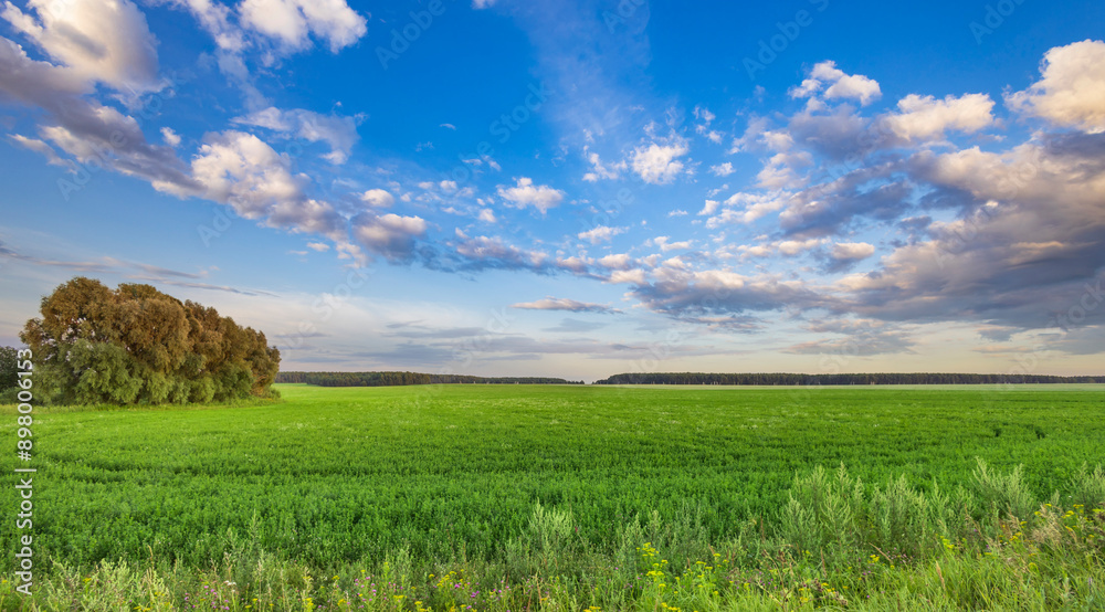 Obraz premium A large field of grass with a tree in the middle