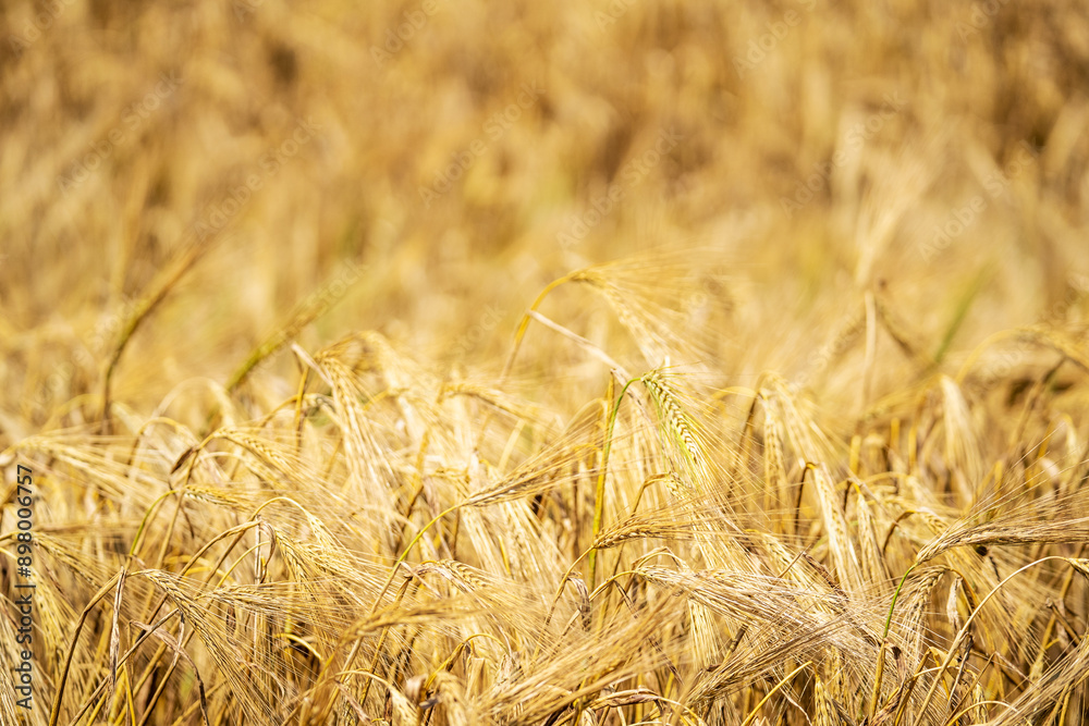 Fototapeta premium Background with ripened grain crop. Village yellow field of cereals, homeland and comfort