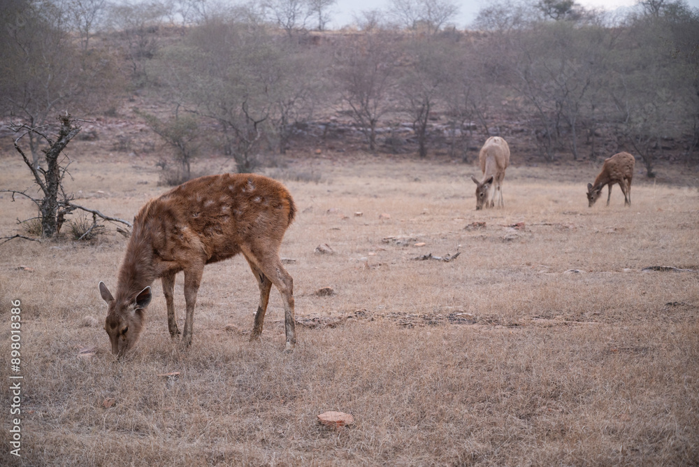 Sambar deer grazing in Ranthambhore National Park in Rajasthan, India Sambar deer grazing in Ranthambhore National Park in Rajasthan, India