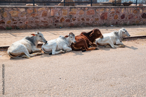 Photography Holy cows in the street in India