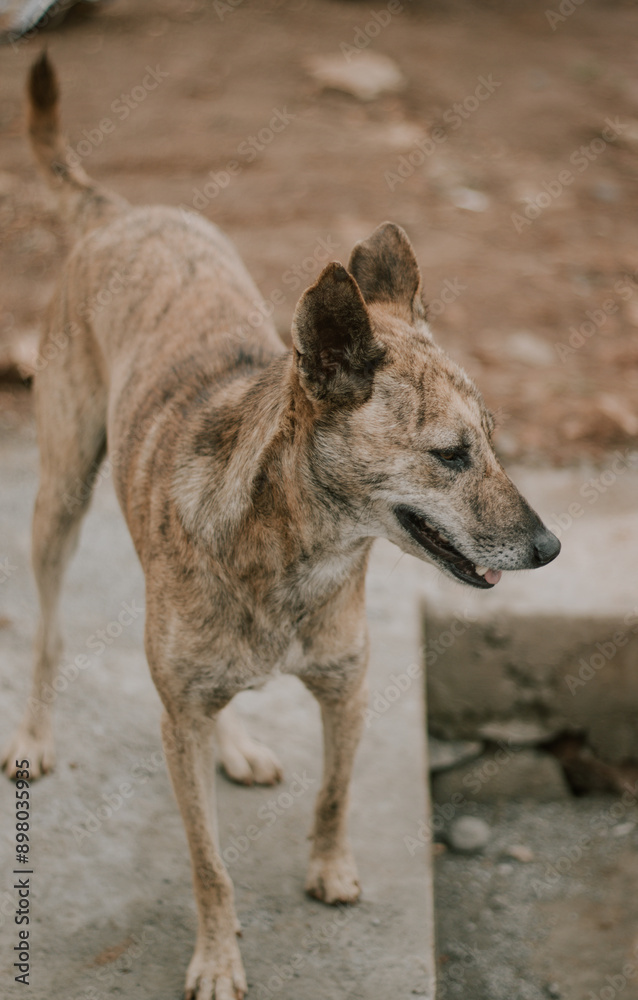 Fototapeta premium dog on the ground