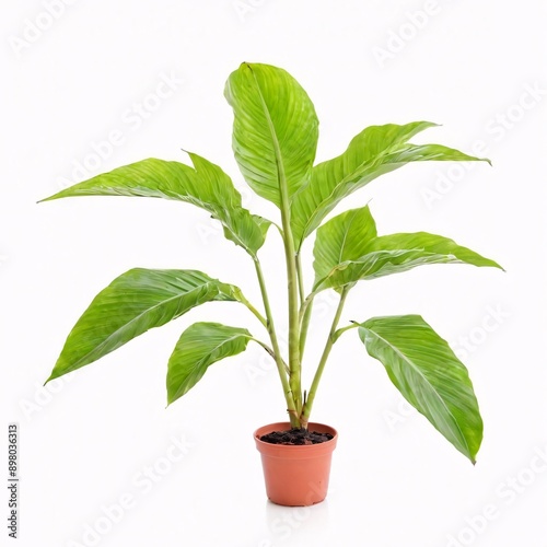 Banana plant isolated on white background