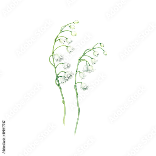 White lily of the valley flowers on a long green stem. Realistic botanical watercolor illustration drawn by hand.