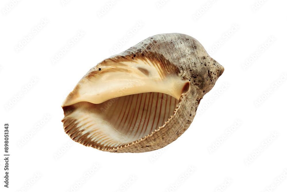 Rapana venosa shell from Tahiti isolated on white Rapana venosa shell from Tahiti isolated on white