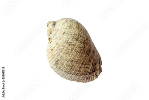 Rapana venosa shell from Tahiti isolated on white photo