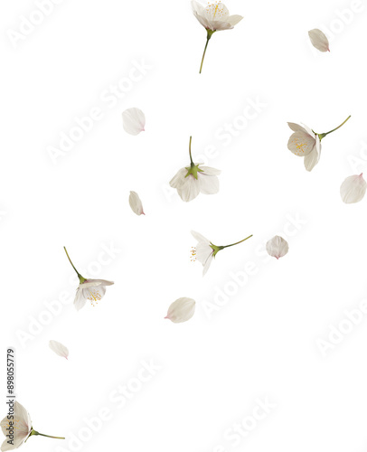 Fototapeta Naklejka Na Ścianę i Meble -  falling cherry blossom flower