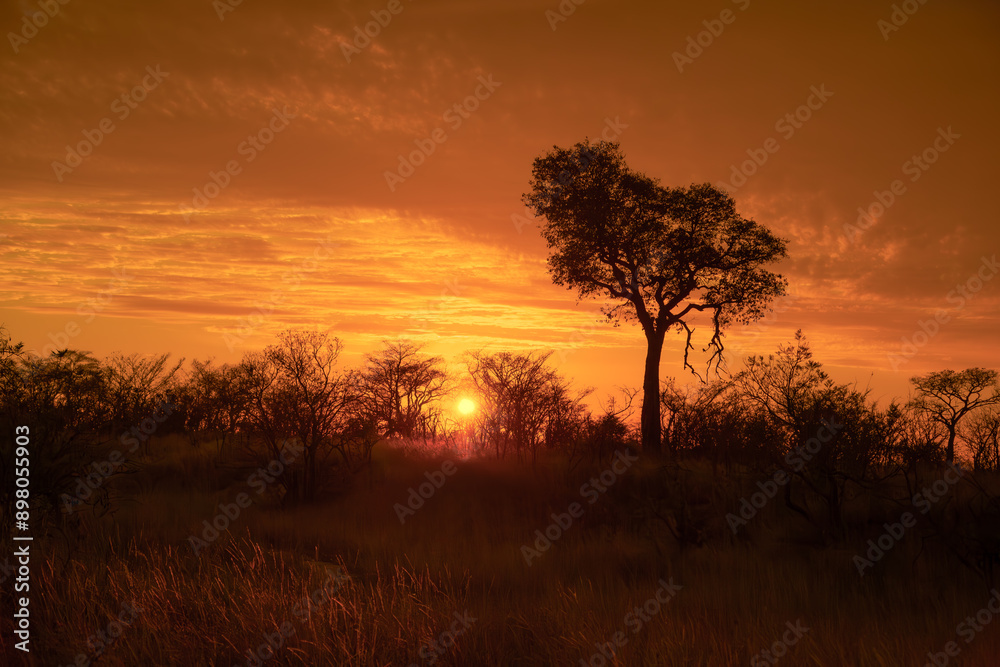 Tree and bush silhouettes against a cloudy orange sunrise with the sun just above the horizon in this African landscape in the Kruger National Park in South Africa. Tree and bush silhouettes against a cloudy orange sunrise with the sun just above the horizon in this African landscape in the Kruger National Park in South Africa.