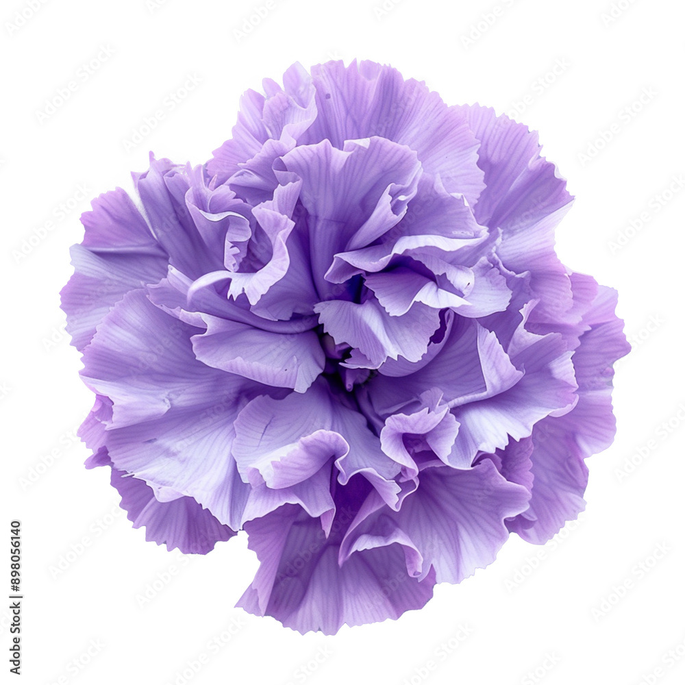 Spring colorful flower isolated on transparent background Spring colorful flower isolated on transparent background