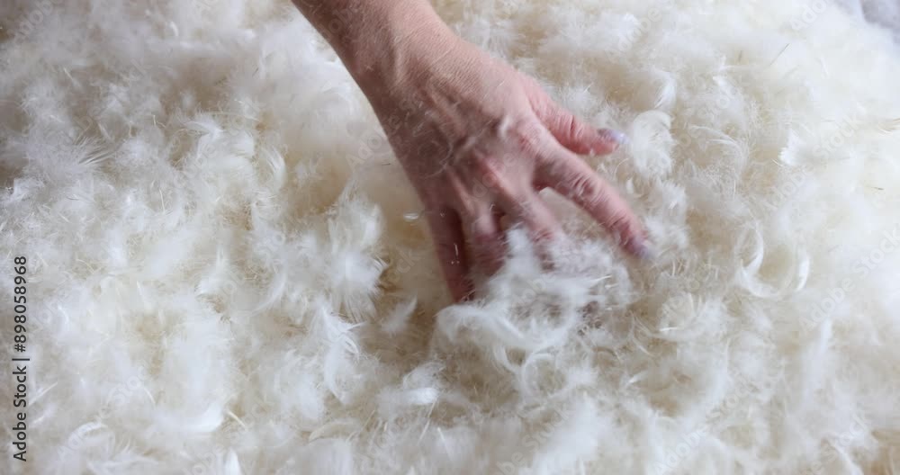 Feather undergoes thorough inspection by skilled worker Feather undergoes thorough inspection by skilled worker