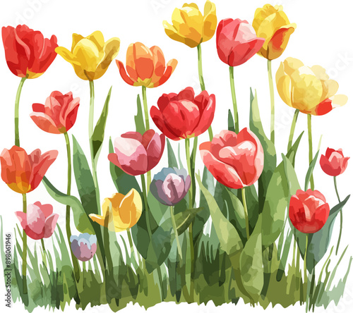 Tulips Field Watercolor Vector Illustration.