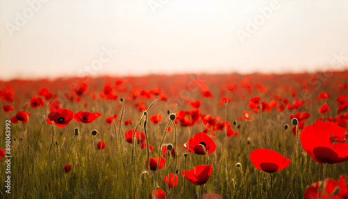 A stunning close-up photograph of a field of fully bloomed and still-blooming red poppies. The vibrant, deep red flowers spread across the landscape, creating a stunning contrast with the soft, warm s photo