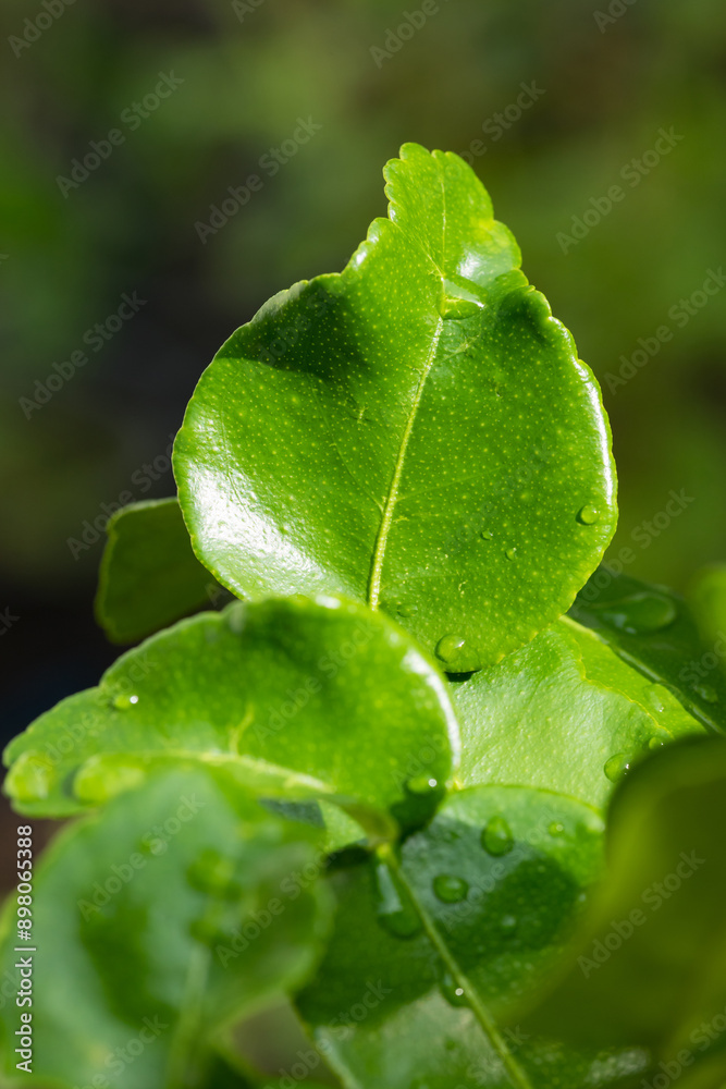 close up organic Kaffir lime leaves close up organic Kaffir lime leaves