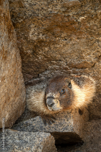 Cute Marmot blends into rock crevice along the Mt. Whitney trail