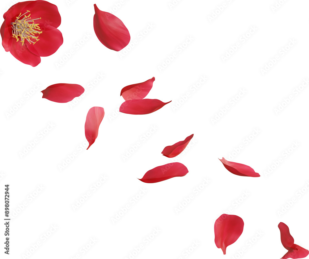 falling cherry blossom flower falling cherry blossom flower