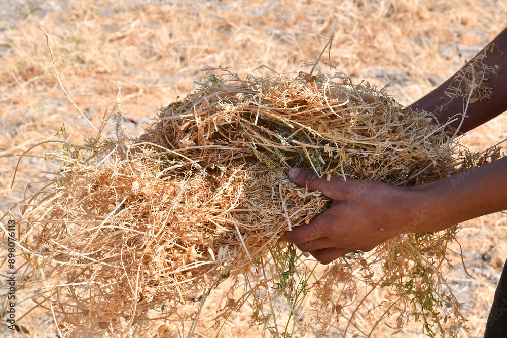 Green lentils and chickpeas, which grow especially in Central Anatolia, are harvested in Turkey. Green lentils and chickpeas, which grow especially in Central Anatolia, are harvested in Turkey.