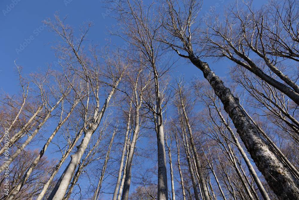 cime, tronchi e rami degli alti alberi spogli di un grande bosco di montagna, viste dal basso verso l'alto, guardando al cielo azzurro, di giorno, in inverno cime, tronchi e rami degli alti alberi spogli di un grande bosco di montagna, viste dal basso verso l'alto, guardando al cielo azzurro, di giorno, in inverno