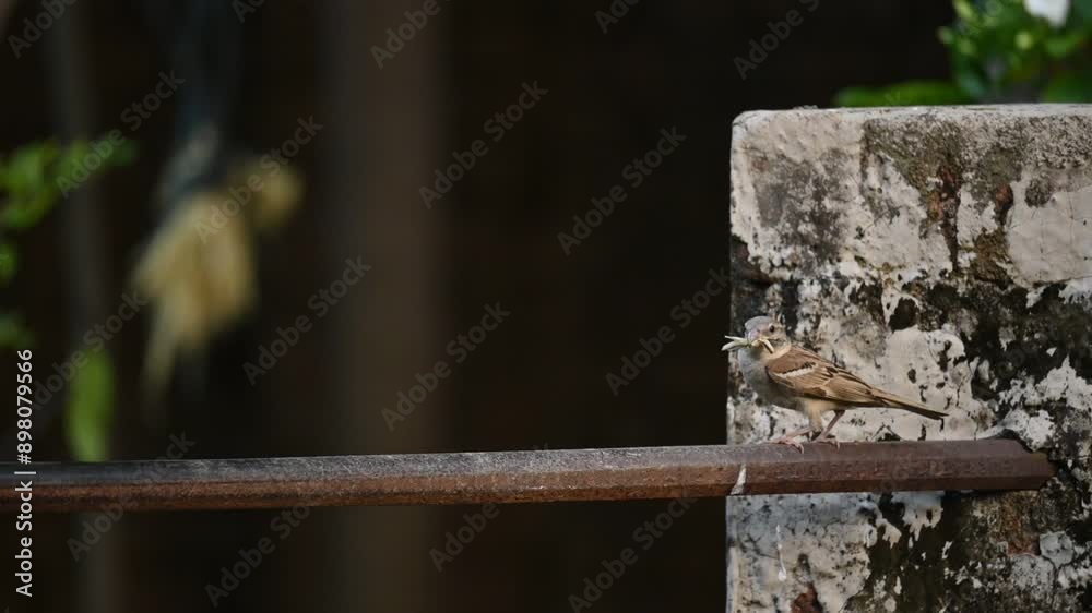 House sparrow. Its other name Passer domesticus and Indian House sparrow. This is a bird of the sparrow family Passeridae, found in most parts of the world. Slow motion video. House sparrow. Its other name Passer domesticus and Indian House sparrow. This is a bird of the sparrow family Passeridae, found in most parts of the world. Slow motion video.
