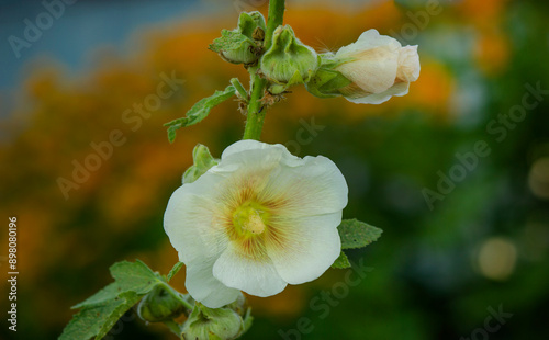 White musk mallow flower on a macro shot of a summer sunny day. Garden Mallow moscata with white petals photo