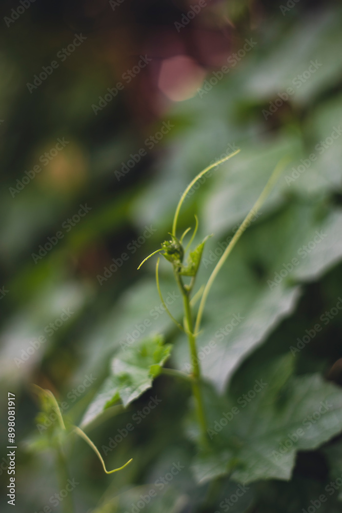 background. Luffa cylindrica (Sponge gourd, dry loofah, Vegetable, slightly cold taste; Luffa cylindrica has the effect, background. Luffa cylindrica (Sponge gourd, dry loofah, Vegetable, slightly cold taste; Luffa cylindrica has the effect,