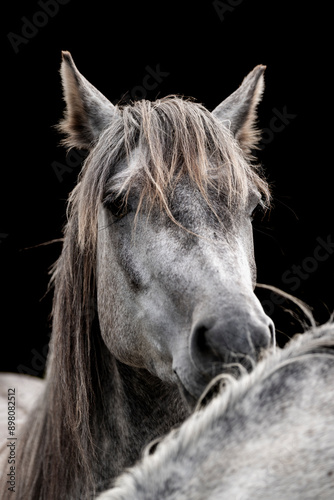fine art grey pony cute ears close-up
