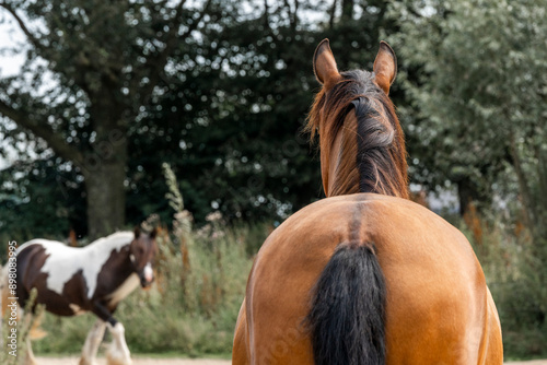 horses in paddock paradise natural habitat environment living their best life 