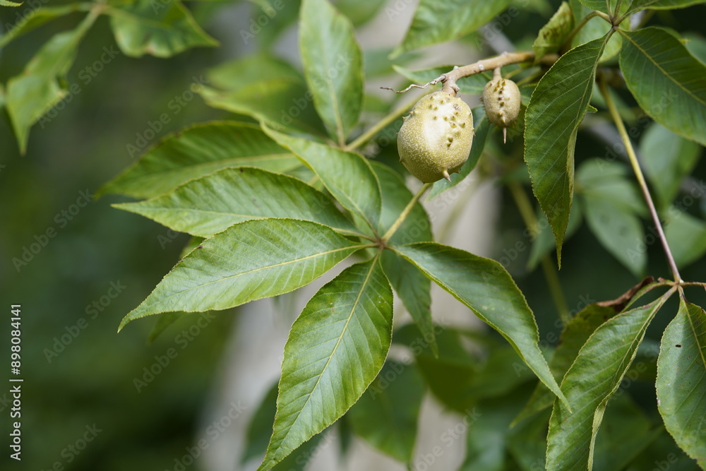 Φωτογραφία Aesculus octandra, Yellow Horse Chestnut is from the United States of America