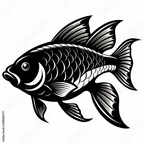 fish on a white background